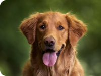 Picture of a brown dog looking into the camera with his tongue hanging out.